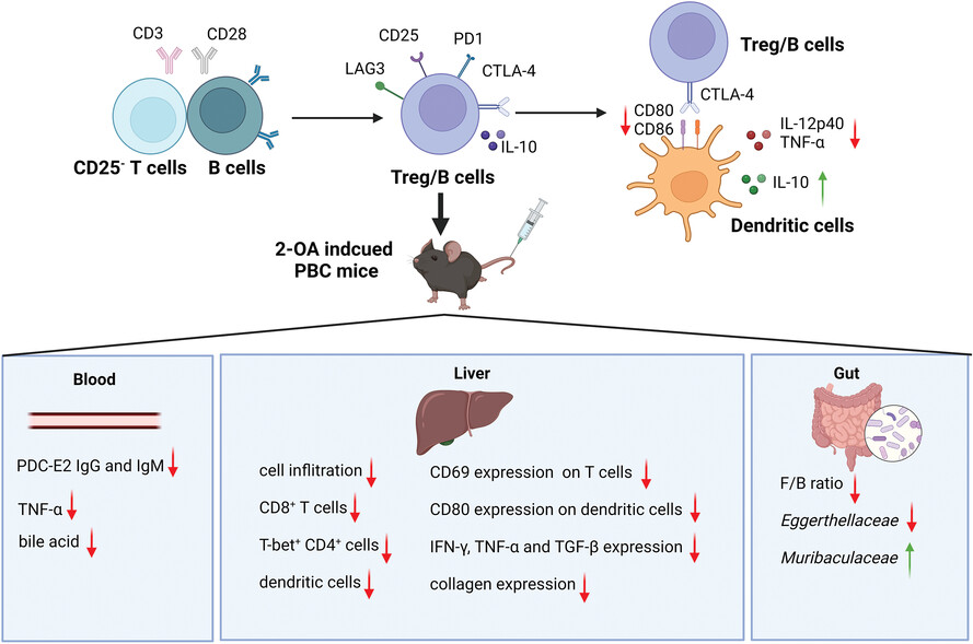 Attenuation of the severity and changes in the microbiota in an animal model of primary biliary cholangitis by FOXP3− regulatory T cells