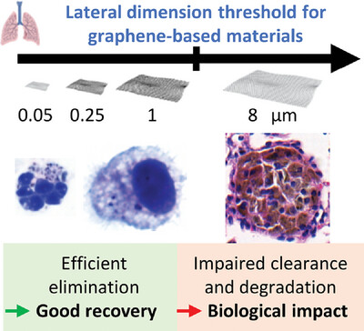 Lung Persistence, Biodegradation, and Elimination of Graphene-Based Materials are Predominantly Size-Dependent and Mediated by Alveolar Phagocytes