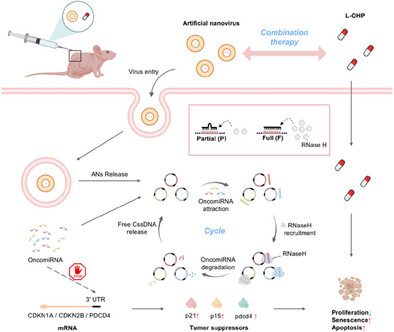 Circular Single-Stranded DNA-Based Artificial Nanoviruses Mitigate Colorectal Cancer Development