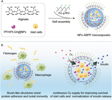 A Bioartificial Pancreas with “Immune Stealth” and Continuous Oxygen Supply for Islet Transplantation