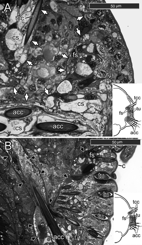 Details are in the caption following the image