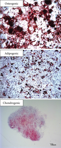 Details are in the caption following the image Details are in the caption following the image
