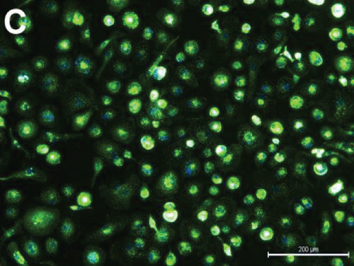 Details are in the caption following the image Details are in the caption following the image