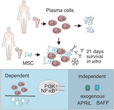 Survival of Human Bone Marrow Plasma Cells In Vitro Depends on the Support of the Stromal Cells, PI3K, and Canonical NF-kappaB Signaling