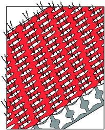 Supramolecular Organization of Oligopeptides, through Complexation with Surfactants
