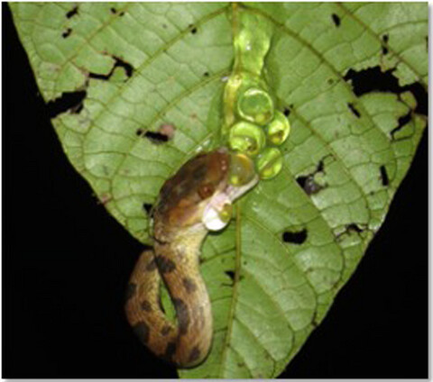 Reproductive niche differentiation in syntopic tropical tree frogs (Agalychnis)