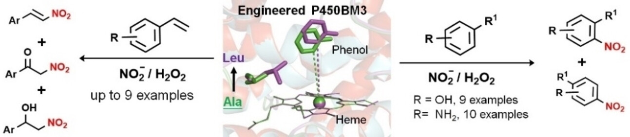 Engineering Cytochrome P450BM3 Enzymes for Direct Nitration of Unsaturated Hydrocarbons