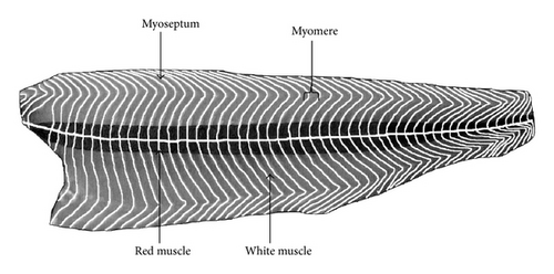 Details are in the caption following the image