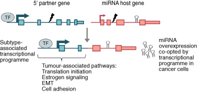 Regulatory networks and 5′ partner usage of miRNA host gene fusions in breast cancer