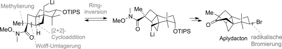 Eine Synthese von (±)-Aplydacton