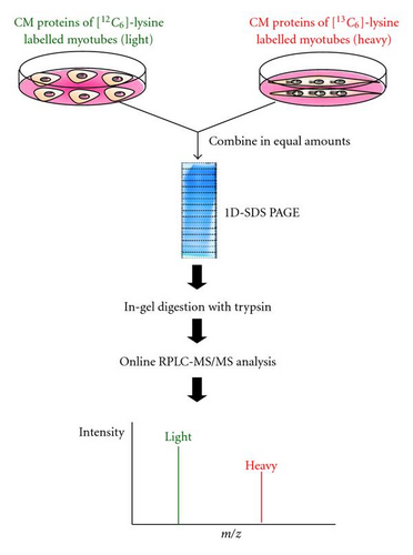 Details are in the caption following the image