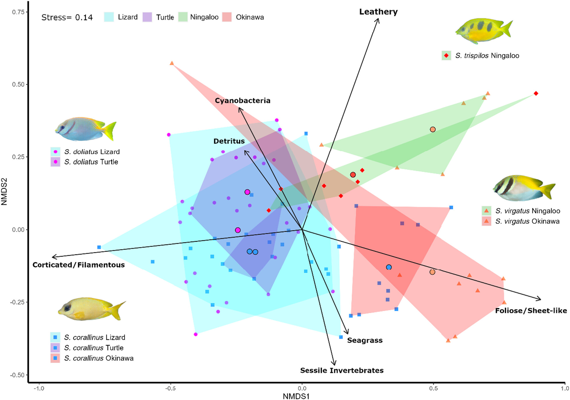 Biogeographical diet variation within and between the rabbitfishes Siganus corallinus, Siganus doliatus, Siganus trispilos and Siganus virgatus