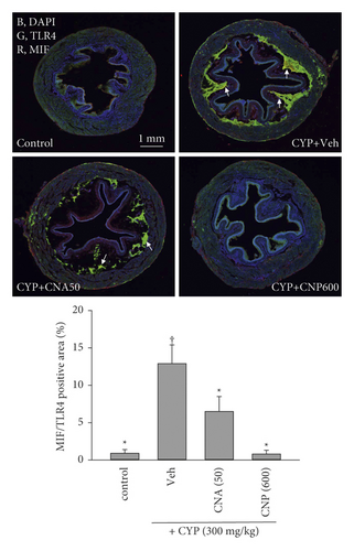 Details are in the caption following the image Details are in the caption following the image