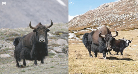 Phylogeographical analysis shows the need to protect the wild yaks' last refuge in Nepal