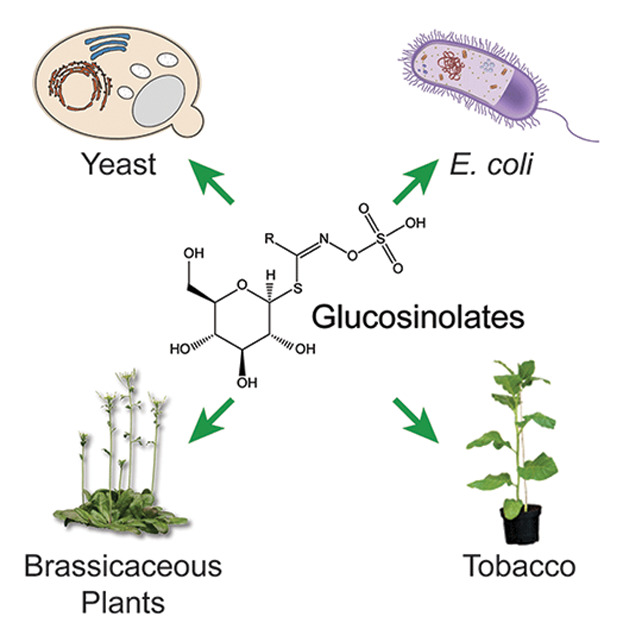 Biotechnological approaches in glucosinolate production