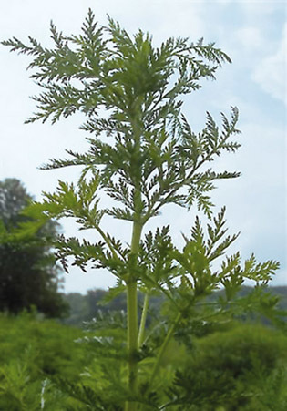 Artemisinin