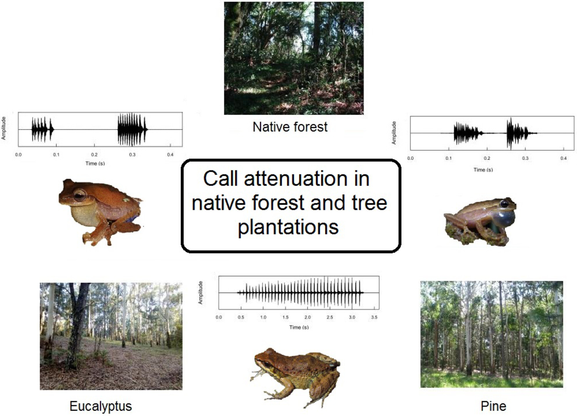 Frog call transmission in forestry monocultures: Are there drawbacks?