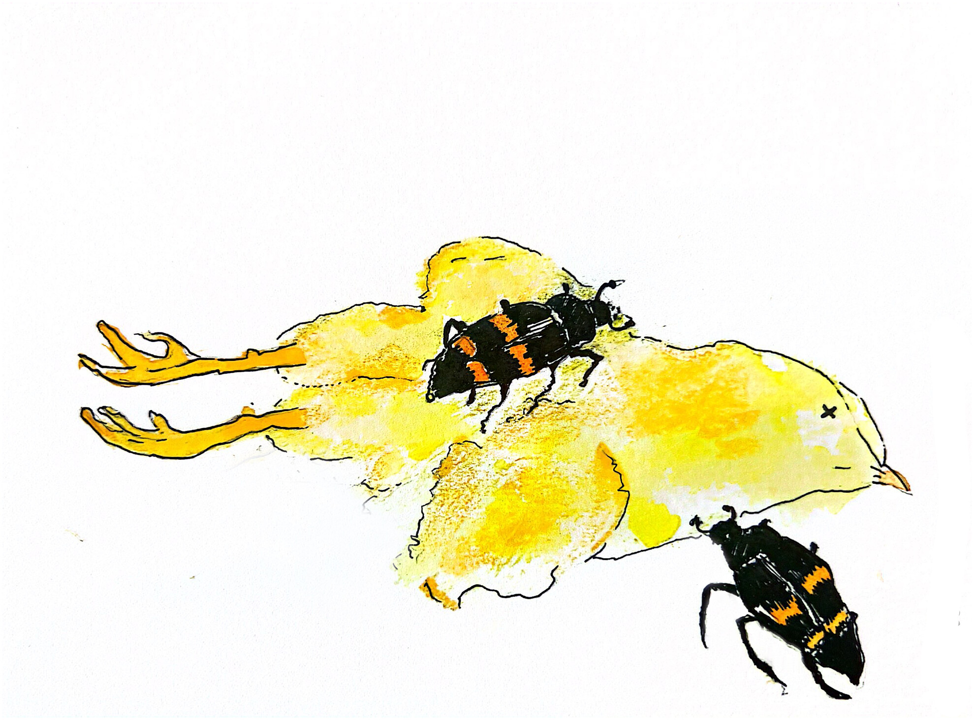 Seasonal Patterns of Resource Use Within Natural Populations of Burying Beetles