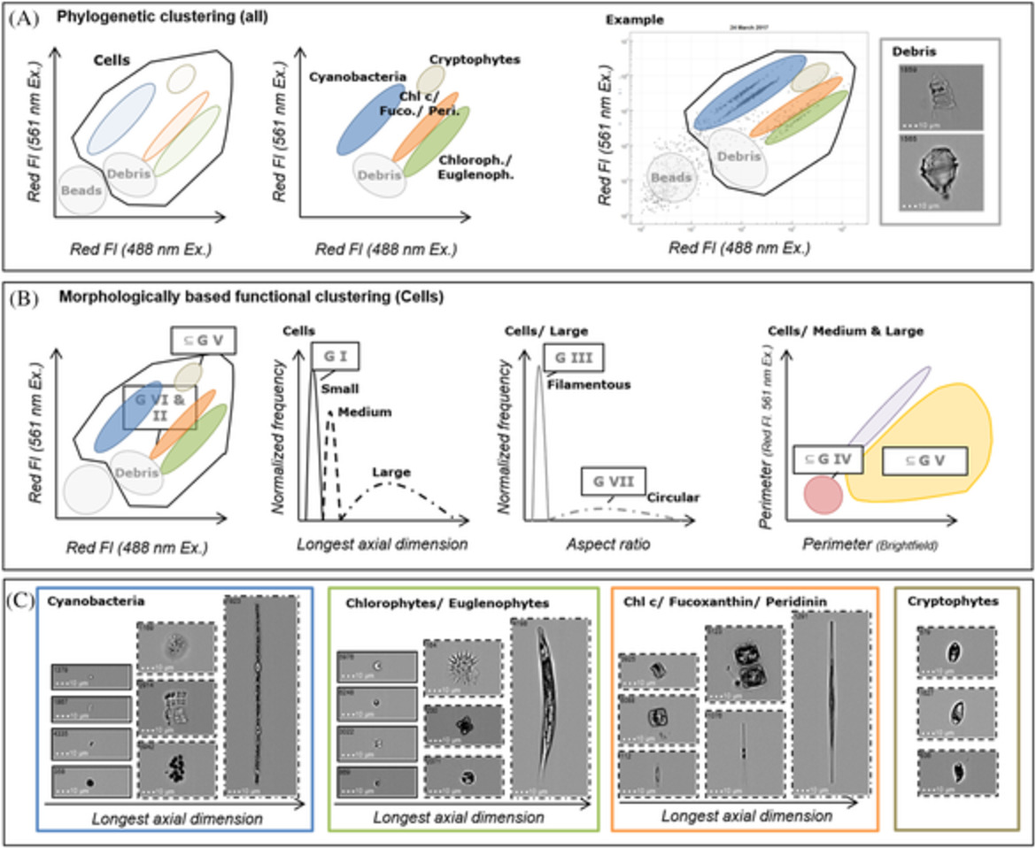 Imaging Flow Cytometry for Phylogenetic and MorphologicallyBased Functional Group Clustering of a Natural Phytoplankton Community over 1 Year in an Urban Pond
