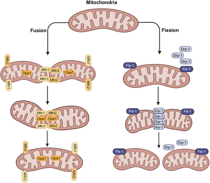 Mitochondria as Regulators of Nonapoptotic Cell Death in Cancer
