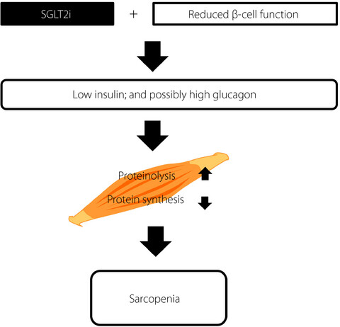 Sodium–glucose cotransporter 2 inhibitor and sarcopenia in a lean elderly adult with type 2 diabetes: A case report
