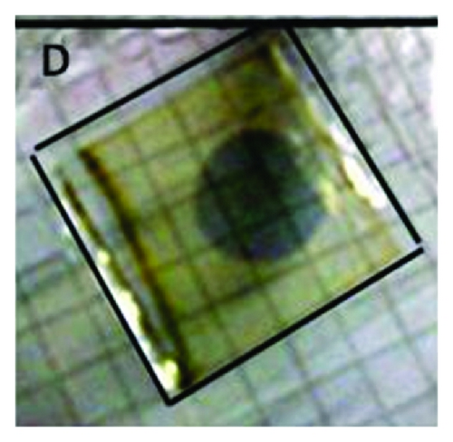Details are in the caption following the image Details are in the caption following the image