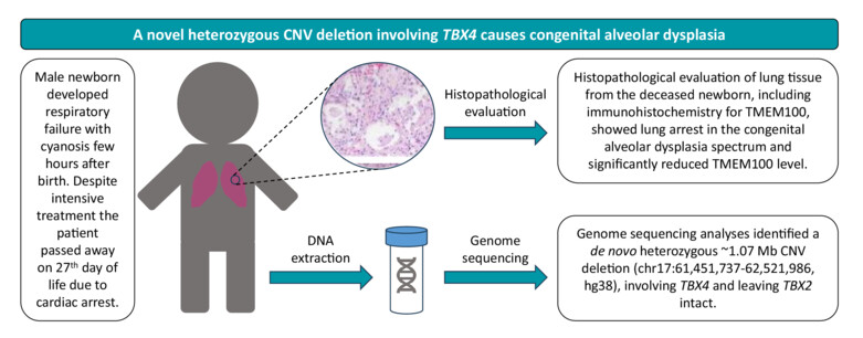 A novel non-recurrent CNV deletion involving TBX4 and leaving TBX2 intact causes congenital alveolar dysplasia