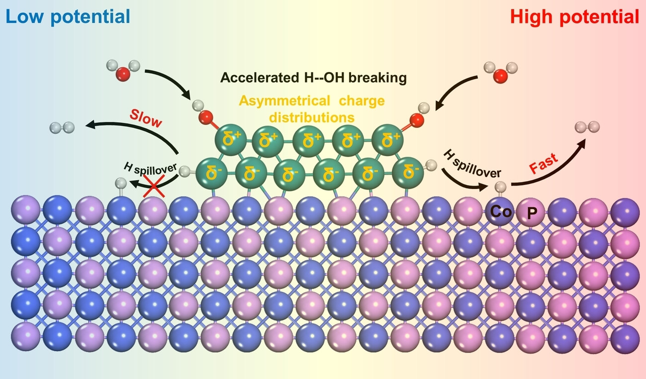 Substantial Impact of Built-in Electric Field and Electrode Potential on the Alkaline Hydrogen Evolution Reaction of Ru−CoP Urchin Arrays