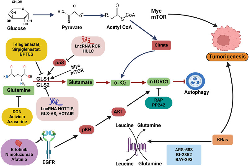 Glutamine Metabolism: Molecular Regulation, Biological Functions, and Diseases