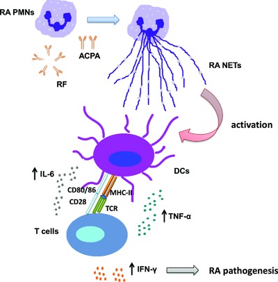 Neutrophil extracellular traps exacerbate Th1-mediated autoimmune responses in rheumatoid arthritis by promoting DC maturation