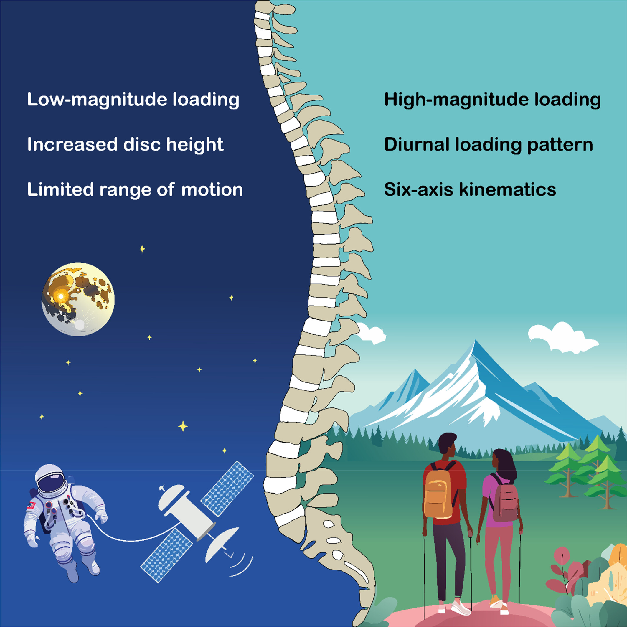 Do we know more about the mechanobiology of the intervertebral disc in space than on Earth?