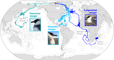 Sympatrically breeding congeneric seabirds (Stercorarius spp.) from Arctic Canada migrate to four oceans
