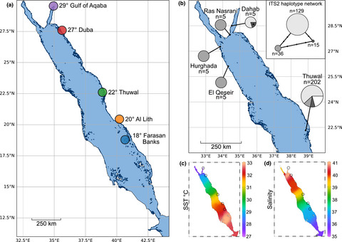 Flexibility in Red Sea Tridacna maxima-Symbiodiniaceae associations supports environmental niche adaptation