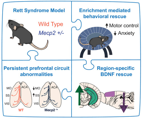 Persistent Disruptions in Prefrontal Connectivity Despite Behavioral Rescue by Environmental Enrichment in a Mouse Model of Rett Syndrome Issue 7, 2025
