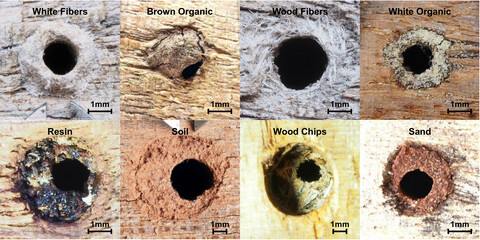 Active modification of cavity nest-entrances is a common strategy in arboreal ants