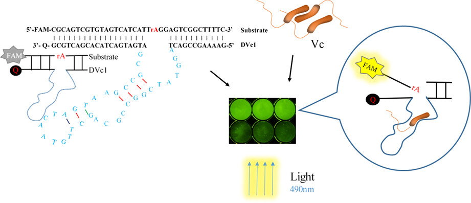 An efficient DNAzyme for the fluorescence detection of Vibrio cholerae