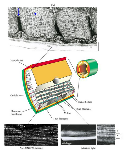 Details are in the caption following the image