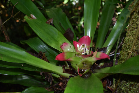 Ecosystem services provided by bromeliad plants: A systematic review