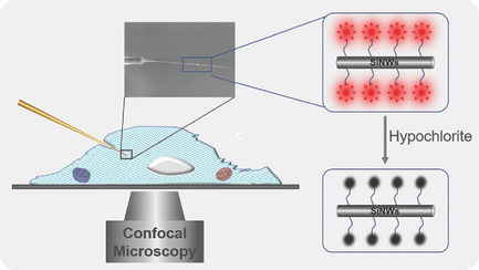 Single Silicon Nanowire-Based Fluorescent Sensor for Endogenous Hypochlorite in an Individual Cell