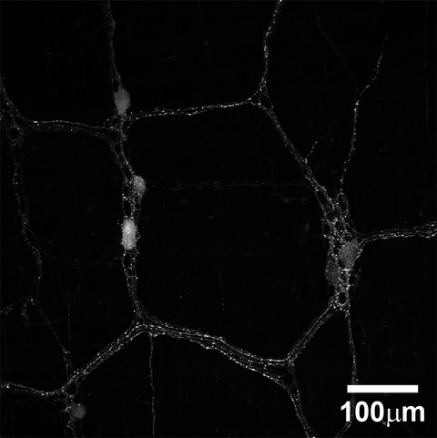 Identification of intrinsic primary afferent neurons in mouse jejunum