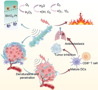 Charge Separation-Engineered Piezoelectric Ultrathin Nanorods Modulate Tumor Stromal Microenvironment and Enhance Cell Immunogenicity for Synergistically Piezo-Thermal-Immune Therapy