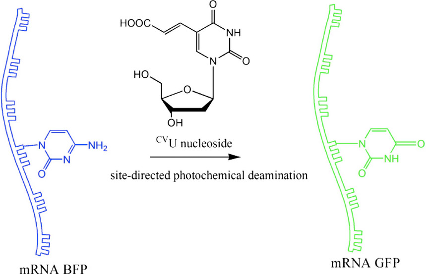 Changing Blue Fluorescent Protein to Green Fluorescent Protein Using Chemical RNA Editing as a Novel Strategy in Genetic Restoration