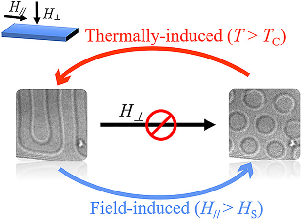 Formation of Zero-Field Magnetic Bubbles and Magnetic Phase Transitions in PbFe12O19 via In Situ Lorentz Microscopy