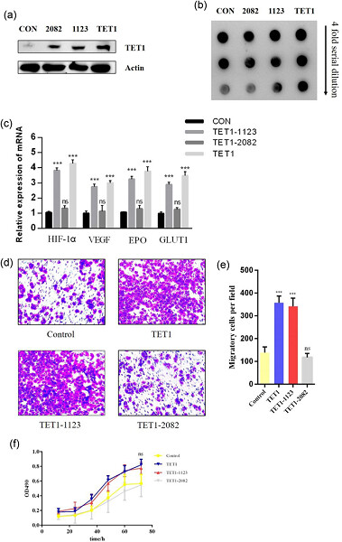 Tet methylcytosine dioxygenase 1 promotes hypoxic gene induction and cell migration in colon cancer