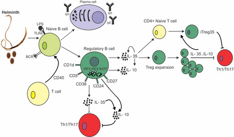 Interleukin-35 is a critical regulator of immunity during helminth infections associated with multiple sclerosis