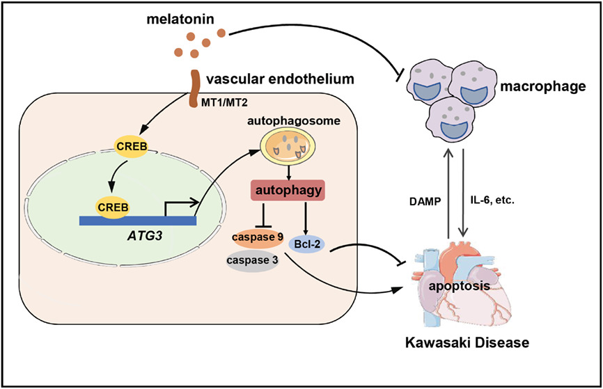 Melatonin alleviates vascular endothelial cell damage by regulating an autophagy-apoptosis axis in Kawasaki disease