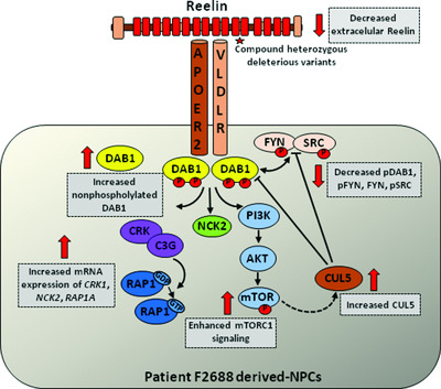 Rare RELN variants affect Reelin–DAB1 signal transduction in autism spectrum disorder