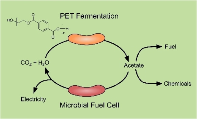 Microbial Fermentation of Polyethylene Terephthalate (PET) Plastic Waste for the Production of Chemicals or Electricity**