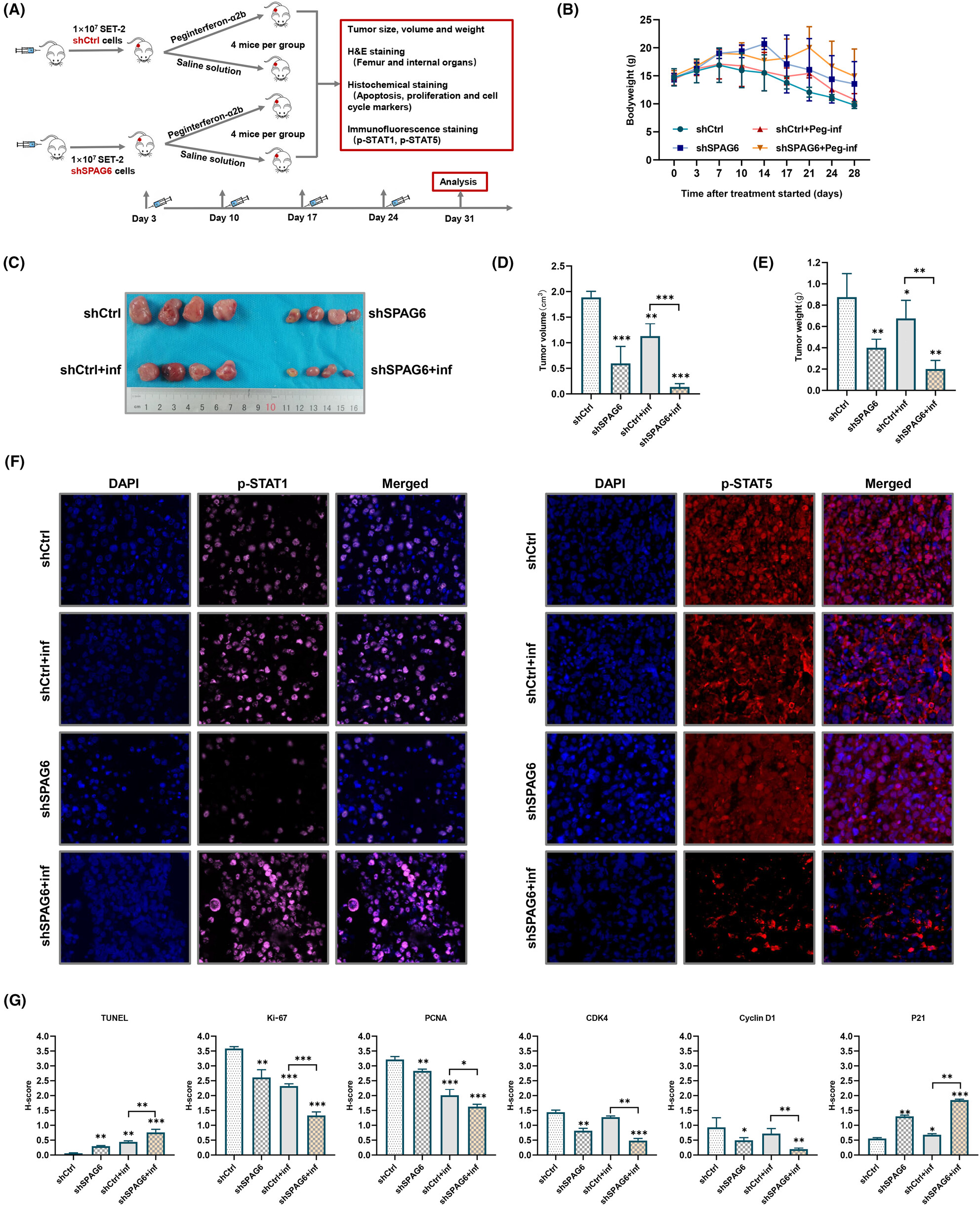 Upregulated SPAG6 correlates with increased STAT1 and is associated with reduced sensitivity of interferon-α response in BCR::ABL1 negative myeloproliferative neoplasms