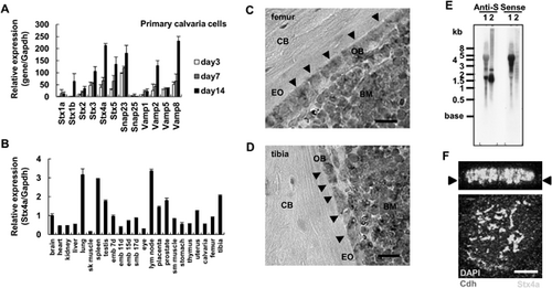 Details are in the caption following the image Details are in the caption following the image